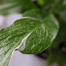 Load image into Gallery viewer, Spathiphyllum domino Variegated Peace Lily - 105mm