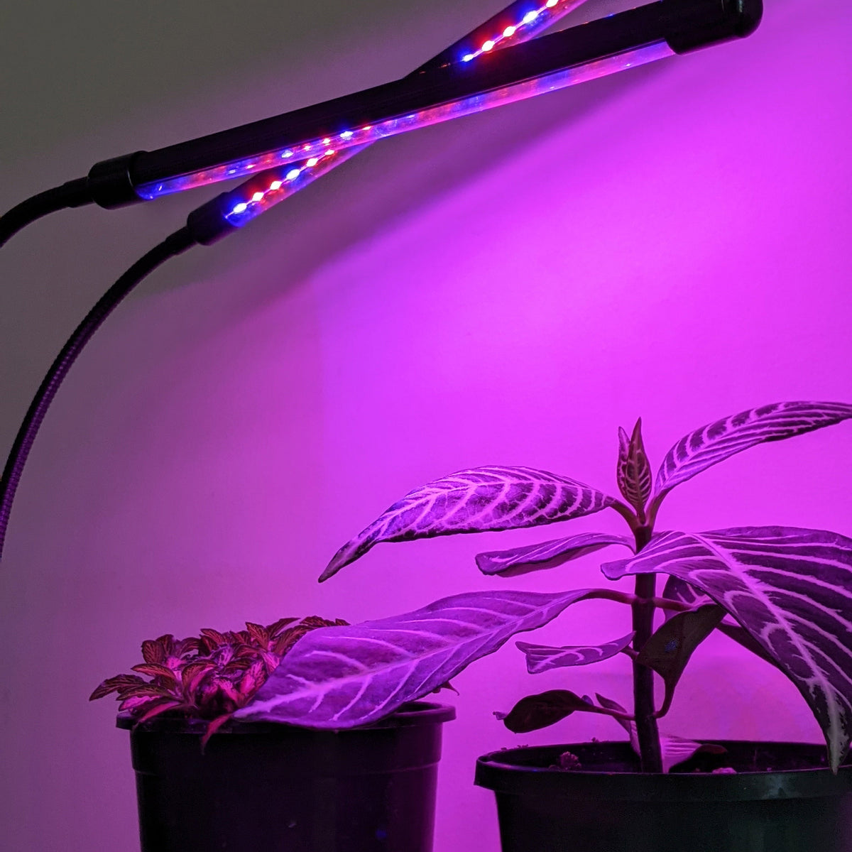 Two Headed Red Blue Grow Lights Indoor Plant Lights Cheeky