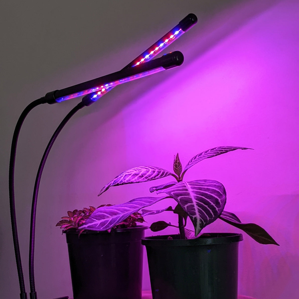 Two Headed Red/Blue Grow Lights Indoor Plant Lights Cheeky Plant Co.