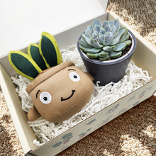 Load image into Gallery viewer, Snake Plant Plushie & Succulent Gift Box