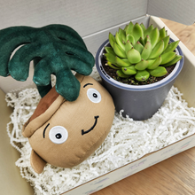 Load image into Gallery viewer, Monstera Plant Plushie & Succulent Gift Box