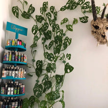 Load image into Gallery viewer, Plant Clips - Pack of 24 - Cheeky Plant Co.