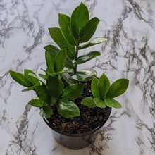 Load image into Gallery viewer, Zamioculcas zamiifolia / Zanzibar gem / ZZ Plant - 130mm