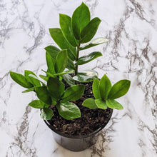 Load image into Gallery viewer, Zamioculcas zamiifolia / Zanzibar gem / ZZ Plant - 130mm
