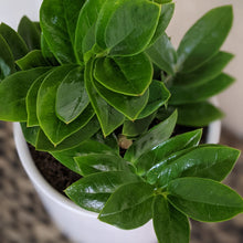 Load image into Gallery viewer, Zamioculcas zamiifolia / Zanzibar gem / ZZ Plant - 180mm Ceramic Pot - Sydney Only