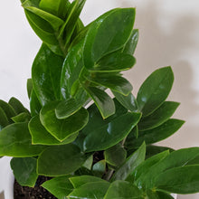 Load image into Gallery viewer, Zamioculcas zamiifolia / Zanzibar gem / ZZ Plant - 180mm Ceramic Pot - Sydney Only