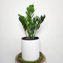 Load image into Gallery viewer, Zamioculcas zamiifolia / Zanzibar gem / ZZ Plant - 210mm Ceramic Pot - Sydney Only