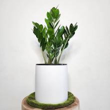 Load image into Gallery viewer, Zamioculcas zamiifolia / Zanzibar gem / ZZ Plant - 210mm Ceramic Pot - Sydney Only