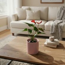 Load image into Gallery viewer, Anthurium in pink pot - matched background