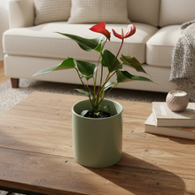 Load image into Gallery viewer, Anthurium Flamingo Flower - 140mm Ceramic Pot - Sydney Only