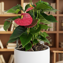 Load image into Gallery viewer, Anthurium with homely background