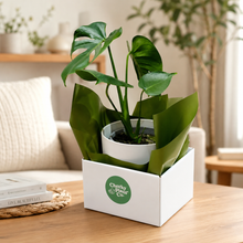 Load image into Gallery viewer, Assorted Indoor Plant in 200mm White Ceramic Pot - Sydney Only