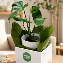 Load image into Gallery viewer, Monstera deliciosa - 200mm Ceramic Pot - Sydney Only