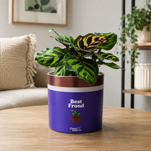 Load image into Gallery viewer, Best Frond - Cheeky Plant Co. Pot -12.5cmD x 12cmH