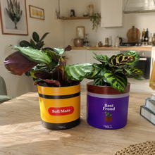 Load image into Gallery viewer, WTF Best Mates - Pot Bundle