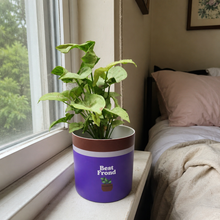 Load image into Gallery viewer, Best Frond - Cheeky Plant Co. Pot -12.5cmD x 12cmH