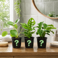 Load image into Gallery viewer, Bathroom Plants Pack (3 Assorted Plants) - 100mm