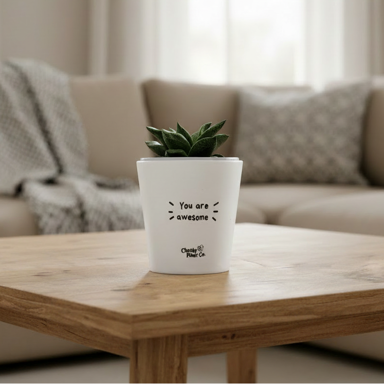 Assorted Potted Succulent - CHOOSE YOUR CHEEKY POT – Cheeky Plant Co.
