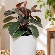 Load image into Gallery viewer, Ficus elastica Ruby (Rubber Tree Plant) - 180mm Ceramic Pot - Sydney Only