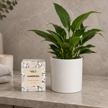 Load image into Gallery viewer, Heartfelt Condolences Gift - Peace Lily & Candle - Sydney Only