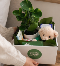 Load image into Gallery viewer, Get Well Soon - Assorted Plant Gift Hamper - Sydney Only