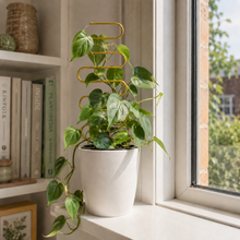 Load image into Gallery viewer, Gold Wavy Plant Trellis (10x34cmH)