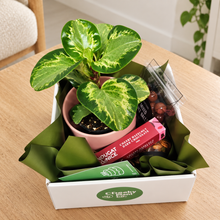 Load image into Gallery viewer, Happiest Birthday Plant Gift Hamper - Sydney Only