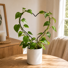 Load image into Gallery viewer, Black Iron Plant Trellis - Heart (24x34cmH)