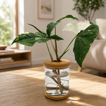 Load image into Gallery viewer, Hydro Plant Pot Vase / Propagation Vase - 12.8x9cm