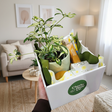Load image into Gallery viewer, Mother's Day Green Pot Plant Gift Hamper - Sydney Only