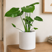 Load image into Gallery viewer, Monstera deliciosa - 200mm Ceramic Pot - Sydney Only