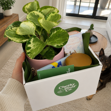 Load image into Gallery viewer, Pawesome Dog Friendly Plant Gift Hamper - Sydney Only