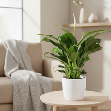 Load image into Gallery viewer, Peace Lily with homely background