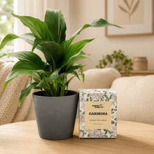 Load image into Gallery viewer, Peace Lily & Candle Gift Box