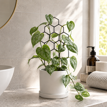 Load image into Gallery viewer, Support Your Plants - Trellis Bundle