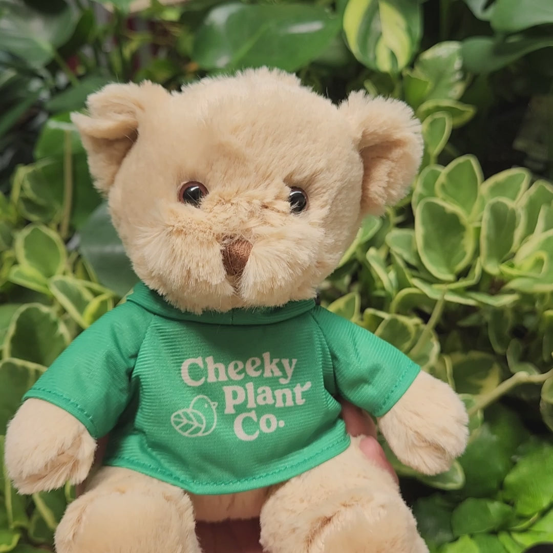 Teddy Bear - Cheeky Plant Co.