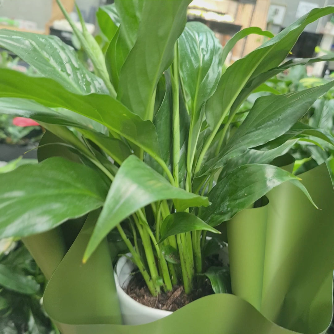 Peace Lily 120mm Pot