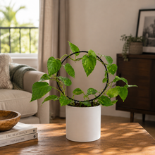 Load image into Gallery viewer, Support Your Plants - Trellis Bundle