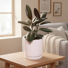 Load image into Gallery viewer, Rubber plant with homely background