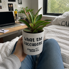 Load image into Gallery viewer, Assorted Indoor Plant in 'What the Fucculent' Pot (12.5cmDx12cmH) - Sydney Only