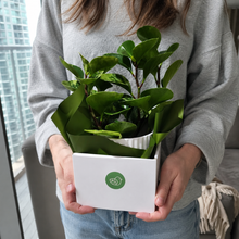 Load image into Gallery viewer, Assorted Indoor Plant in White Ribbed Ceramic Pot (14cmDx15cmH) - Sydney Only