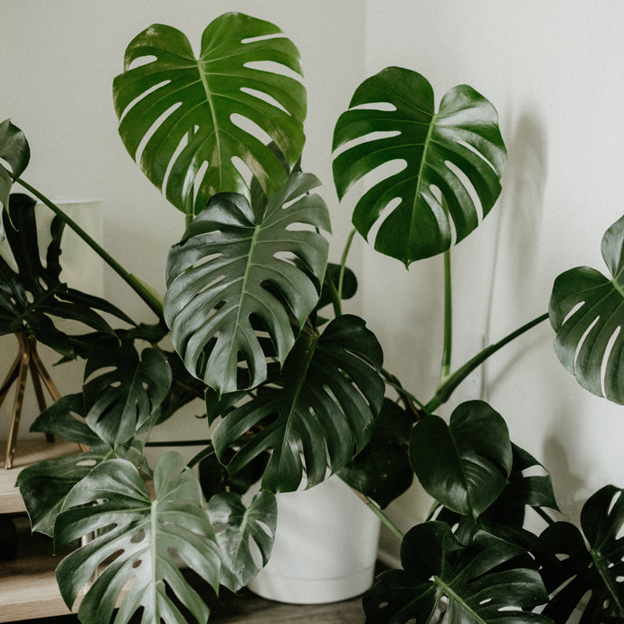 10 Best Large Indoor Plants for The Home