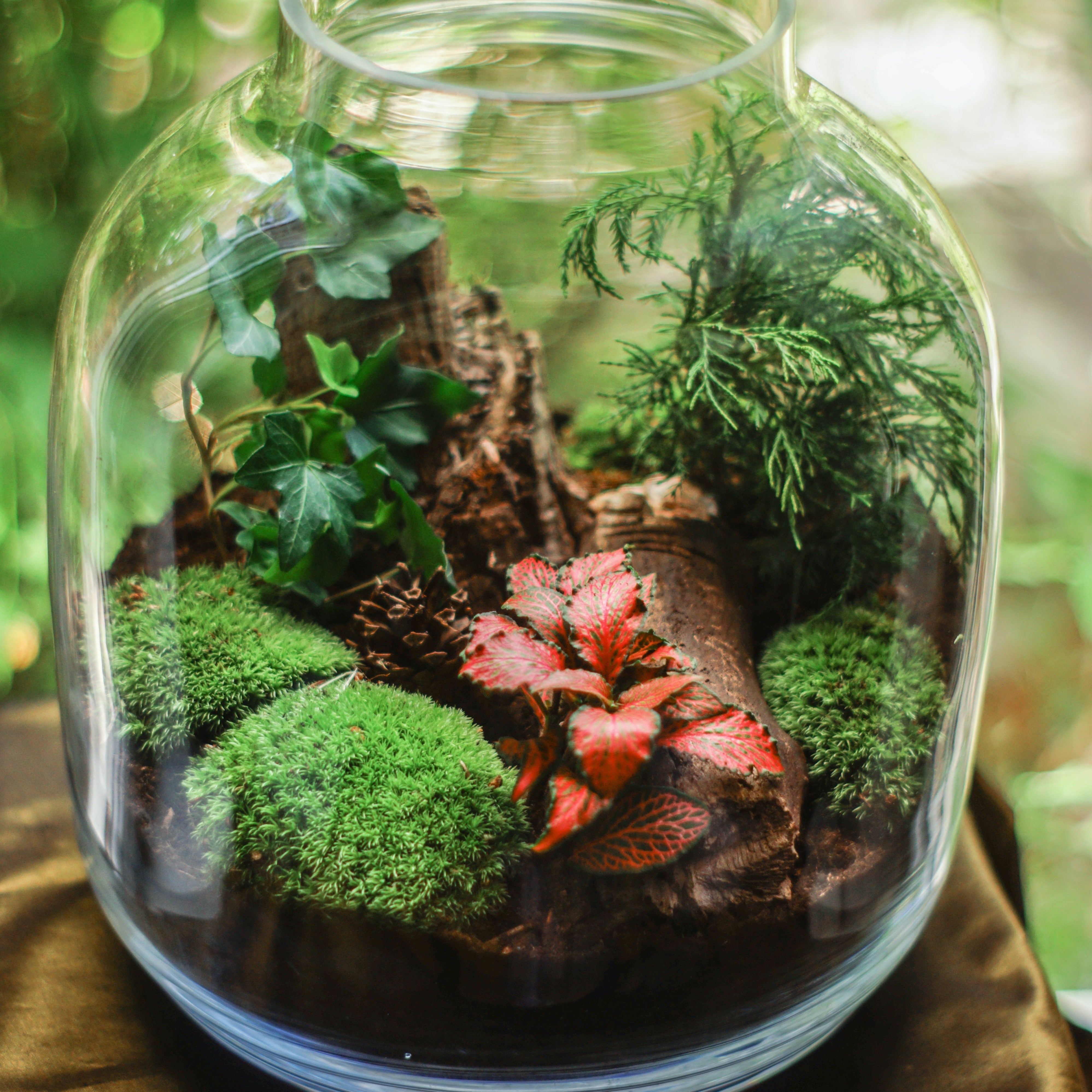 10 Indoor Plants That Thrive in Terrariums – Cheeky Plant Co.