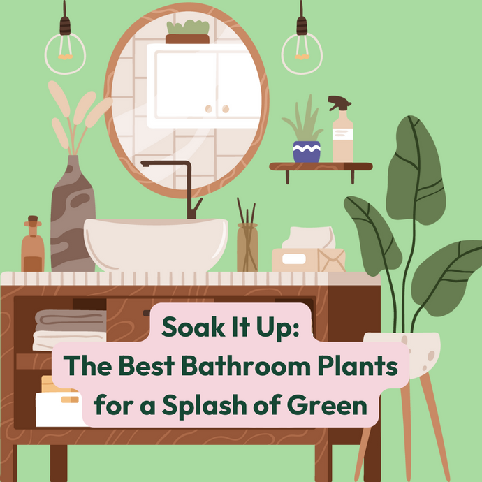 Soak It Up: The Best Bathroom Plants for a Splash of Green