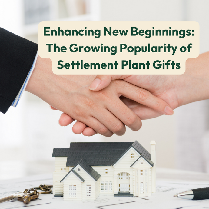 Enhancing New Beginnings: The Growing Popularity of Settlement Plant Gifts