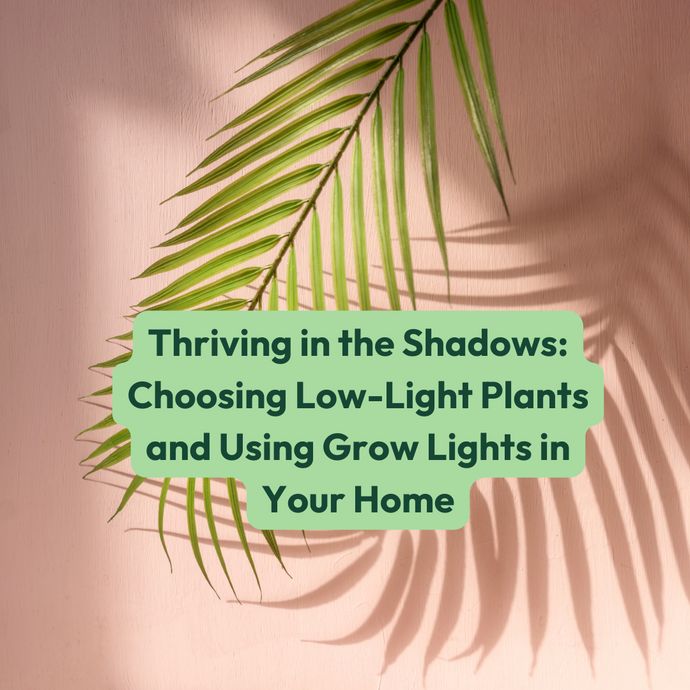 Thriving in the Shadows: Choosing Low-Light Plants and Using Grow Lights in Your Home