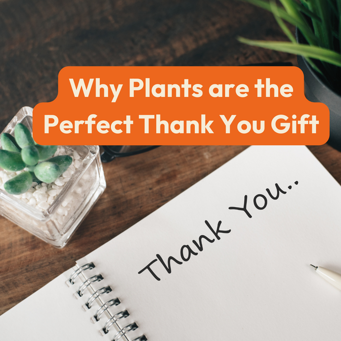 Why Plants are the Perfect Thank You Gift