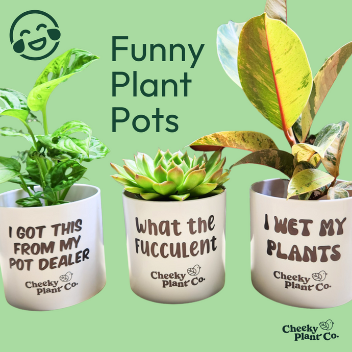 How Funny Plant Pots Can Boost Your Mood and Indoor Decor