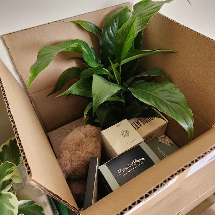 Discover the Gift of Green: A Guide to Thoughtful Plant Gifting