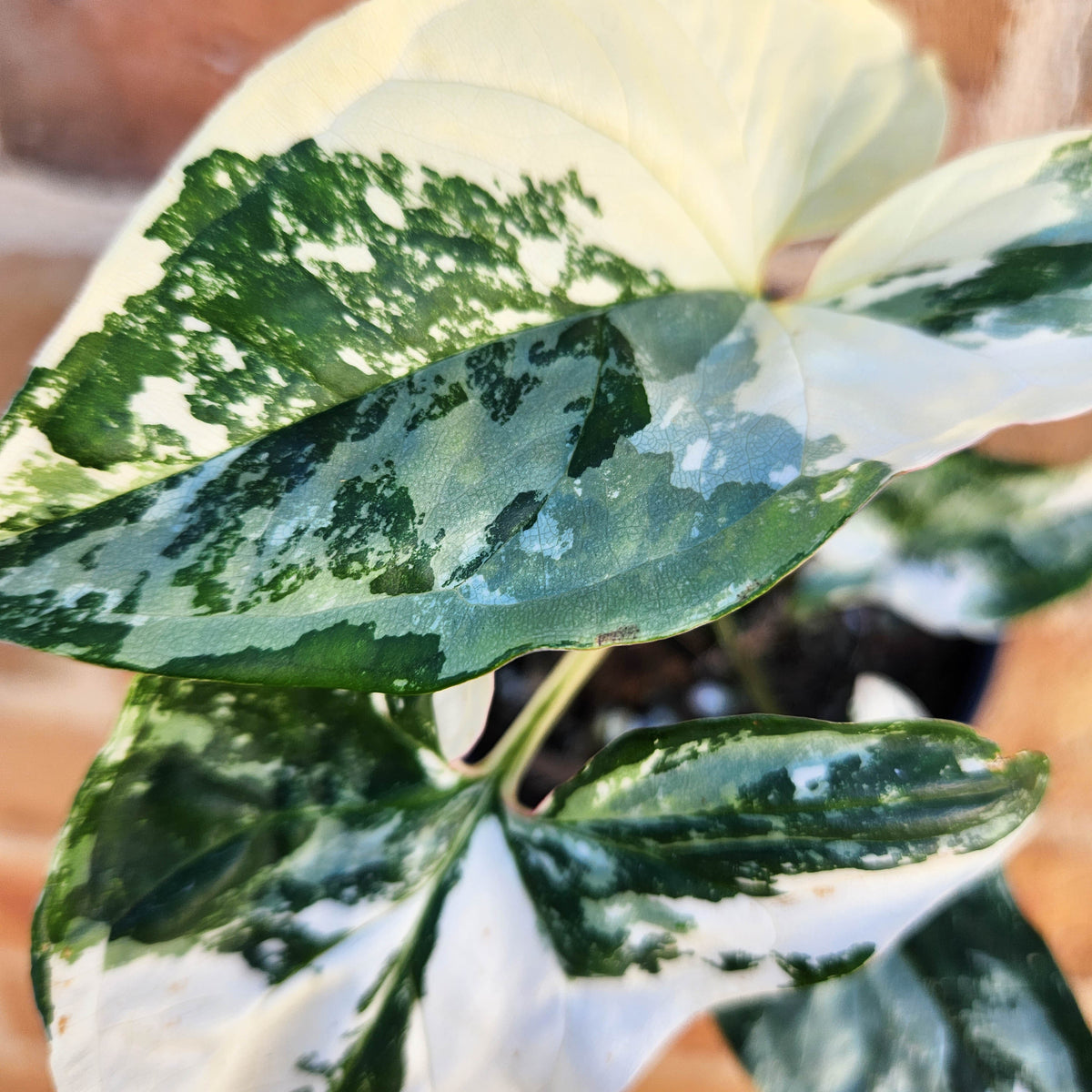 How to Care for Rare Indoor Plants – Cheeky Plant Co.